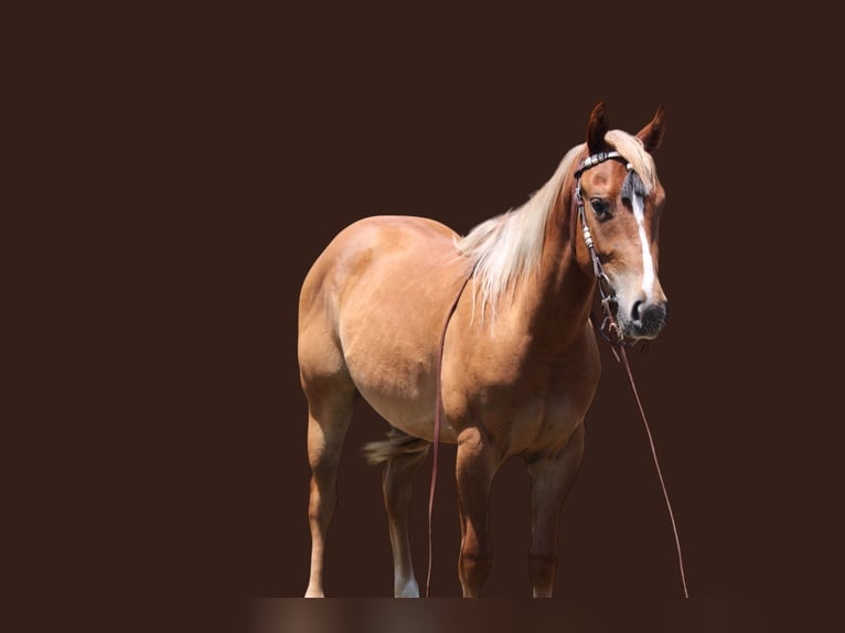 Caballo cuarto de milla Caballo castrado 2 años 147 cm Ruano alazán in Fort Collins