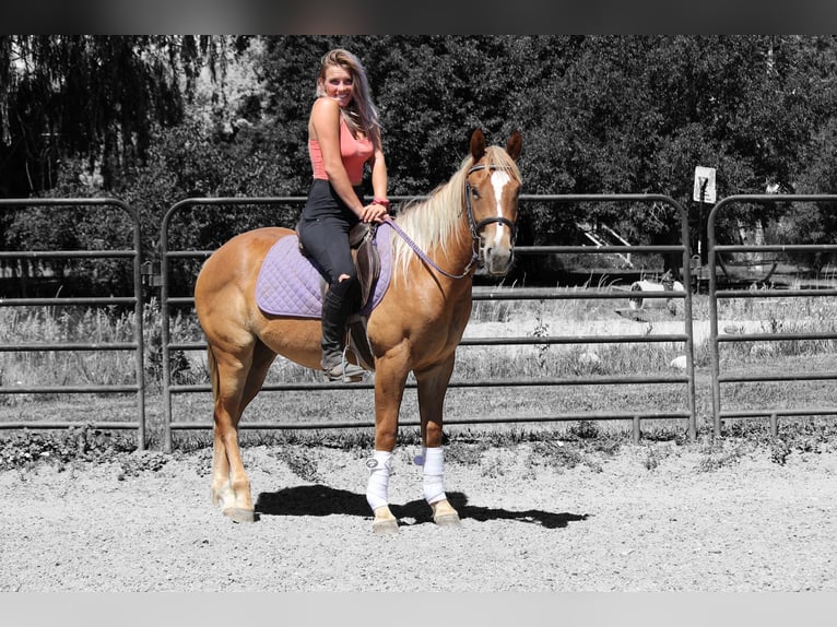 Caballo cuarto de milla Caballo castrado 2 años 147 cm Ruano alazán in Fort Collins