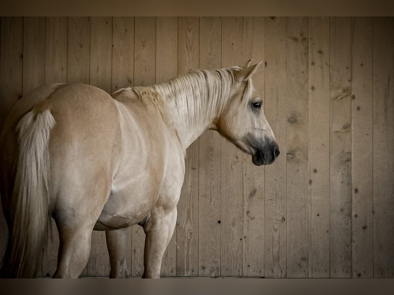 Caballo cuarto de milla Caballo castrado 2 años 148 cm Dunalino (Cervuno x Palomino) in Ostrach