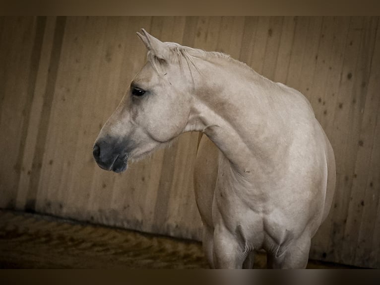 Caballo cuarto de milla Caballo castrado 2 años 148 cm Dunalino (Cervuno x Palomino) in Ostrach