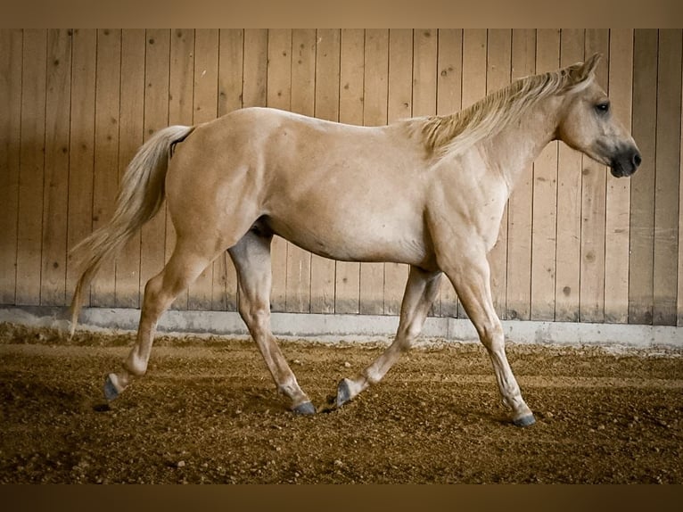 Caballo cuarto de milla Caballo castrado 2 años 148 cm Dunalino (Cervuno x Palomino) in Ostrach