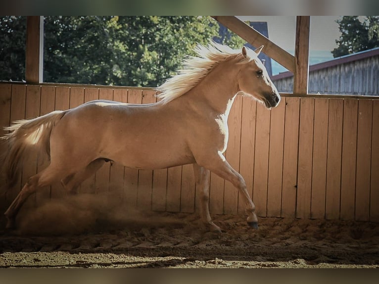 Caballo cuarto de milla Caballo castrado 2 años 148 cm Dunalino (Cervuno x Palomino) in Ostrach