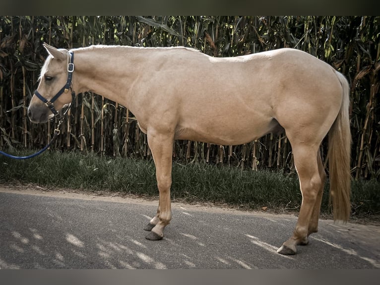 Caballo cuarto de milla Caballo castrado 2 años 148 cm Dunalino (Cervuno x Palomino) in Ostrach