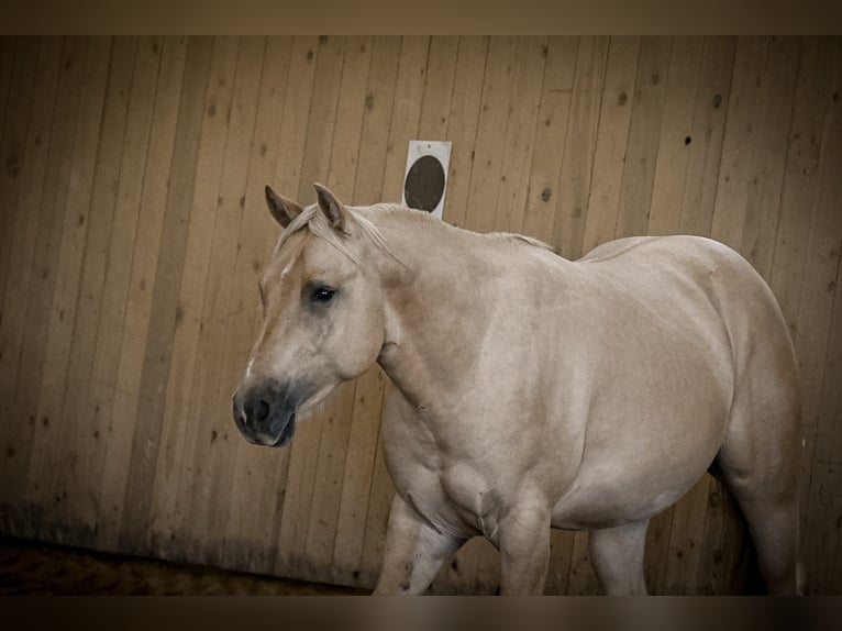 Caballo cuarto de milla Caballo castrado 2 años 148 cm Dunalino (Cervuno x Palomino) in Ostrach