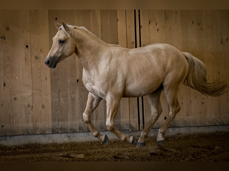 Caballo cuarto de milla Caballo castrado 2 años 148 cm Dunalino (Cervuno x Palomino) in Ostrach