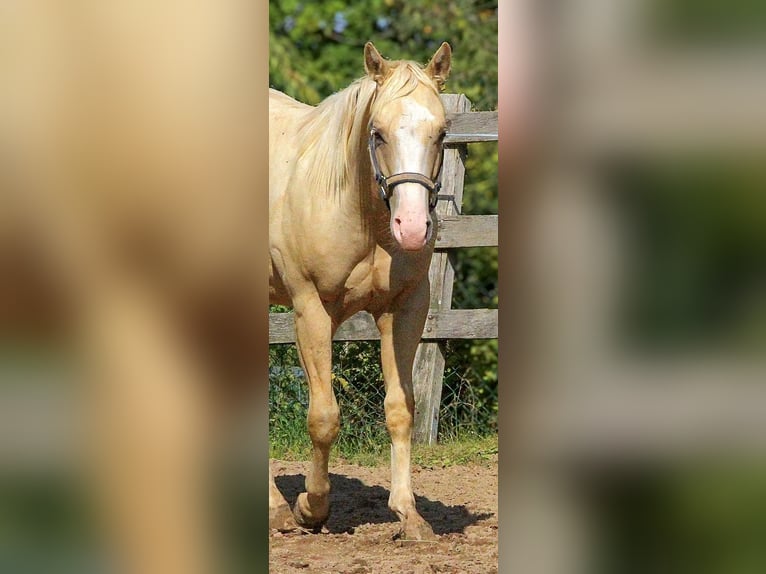 Caballo cuarto de milla Caballo castrado 2 años 148 cm Palomino in Alfeld (Leine)