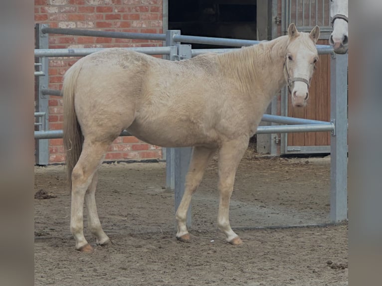 Caballo cuarto de milla Caballo castrado 2 años 148 cm Palomino in Alfeld (Leine)