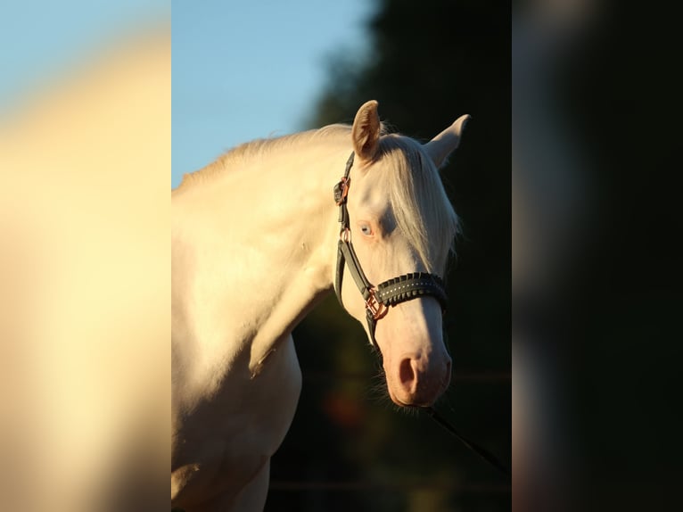 Caballo cuarto de milla Caballo castrado 2 años 149 cm Cremello in Westoverledingen Caballo cuarto de milla Caballo castrado 2 años 149 cm Cremello in Westoverledingen