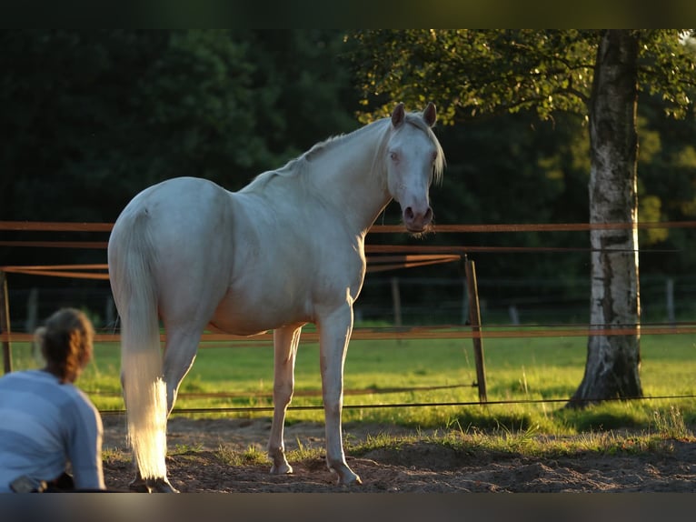Caballo cuarto de milla Caballo castrado 2 años 149 cm Cremello in Westoverledingen