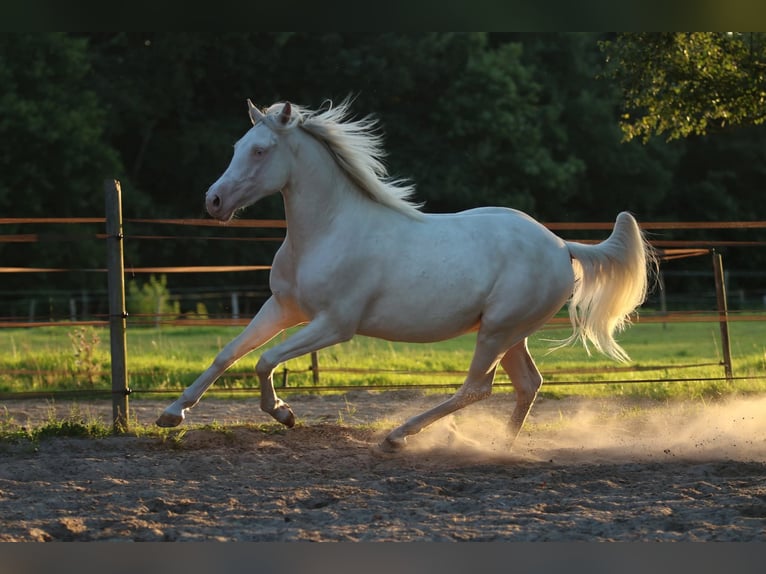 Caballo cuarto de milla Caballo castrado 2 años 149 cm Cremello in Westoverledingen