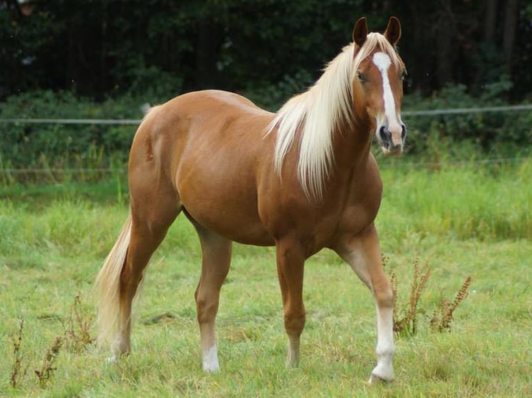 Caballo cuarto de milla Caballo castrado 2 años 150 cm Alazán in Linsburg