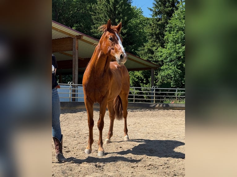 Caballo cuarto de milla Caballo castrado 2 años 150 cm Alazán-tostado in Ebensfeld