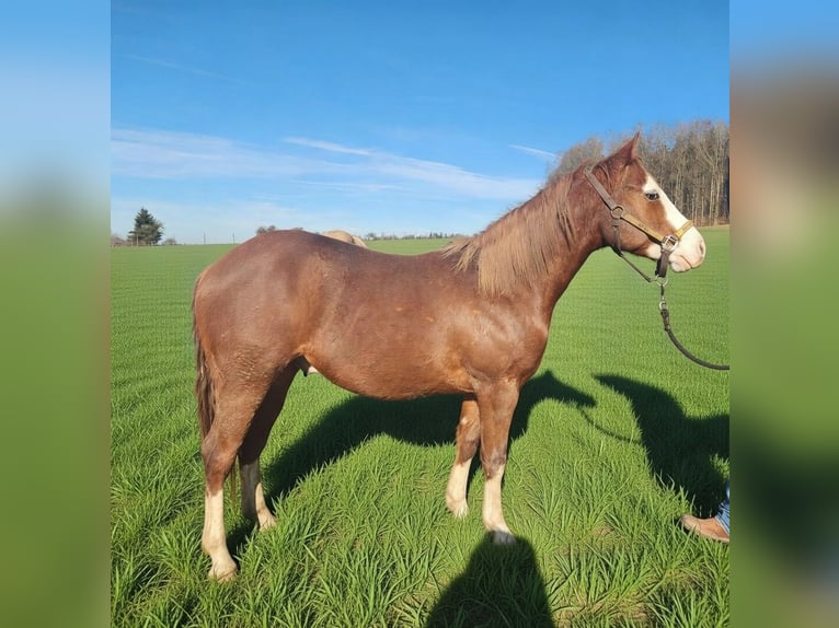 Caballo cuarto de milla Caballo castrado 2 años 150 cm Alazán in Fleischwangen