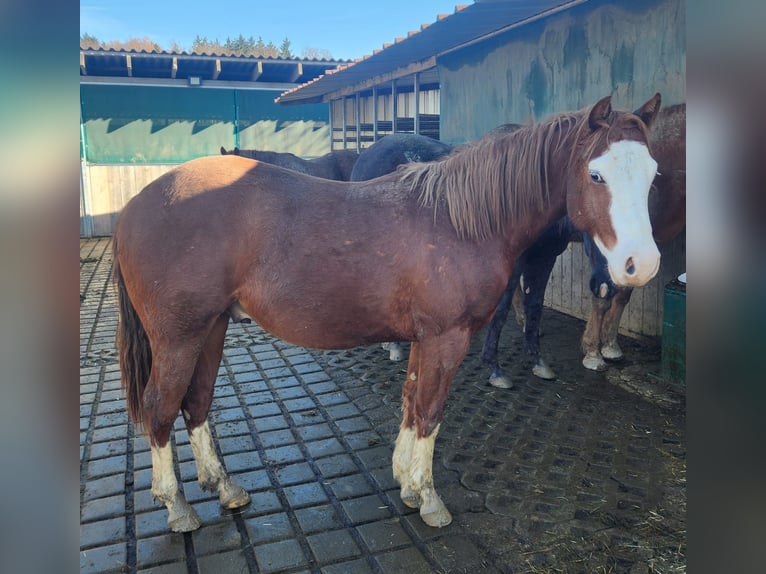 Caballo cuarto de milla Caballo castrado 2 años 150 cm Alazán in Fleischwangen