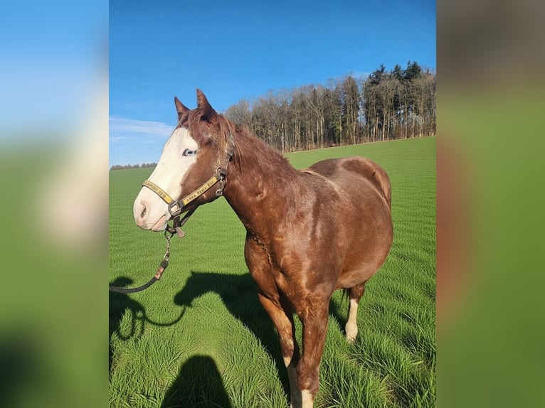 Caballo cuarto de milla Caballo castrado 2 años 150 cm Alazán in Fleischwangen