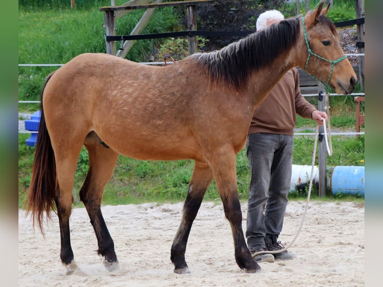 Caballo cuarto de milla Caballo castrado 2 años 150 cm Buckskin/Bayo in Müglitztal