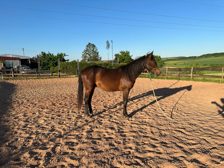 Caballo cuarto de milla Mestizo Caballo castrado 2 años 150 cm Castaño oscuro in Eppelborn