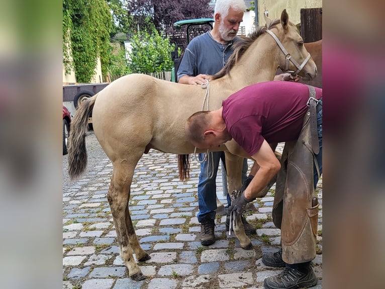 Caballo cuarto de milla Caballo castrado 2 años 150 cm Champán in Müglitztal