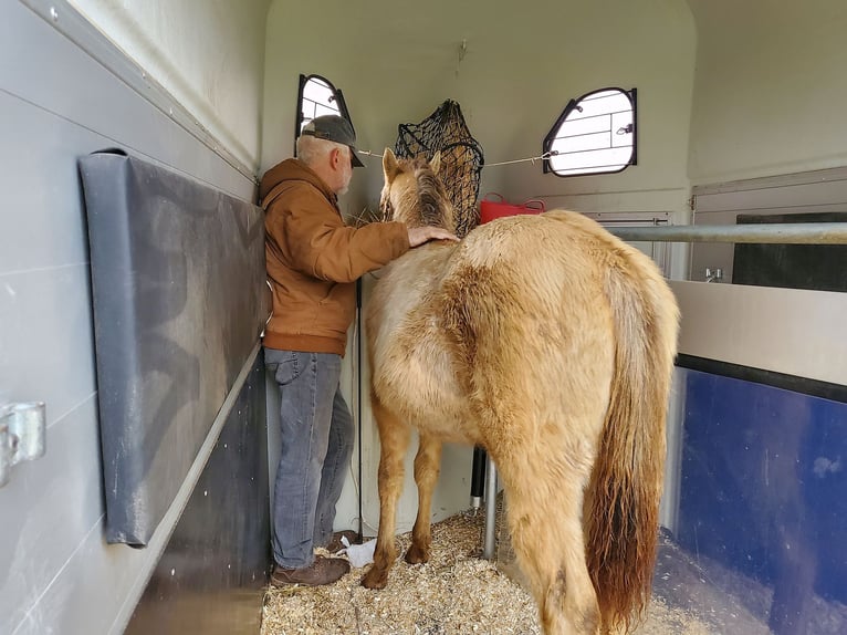 Caballo cuarto de milla Caballo castrado 2 años 150 cm Champán in Müglitztal