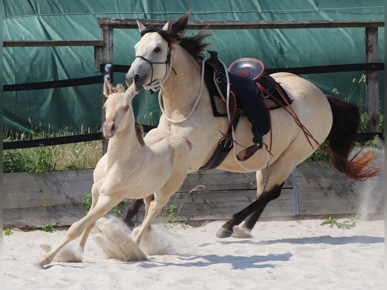Caballo cuarto de milla Caballo castrado 2 años 150 cm Champán in Müglitztal