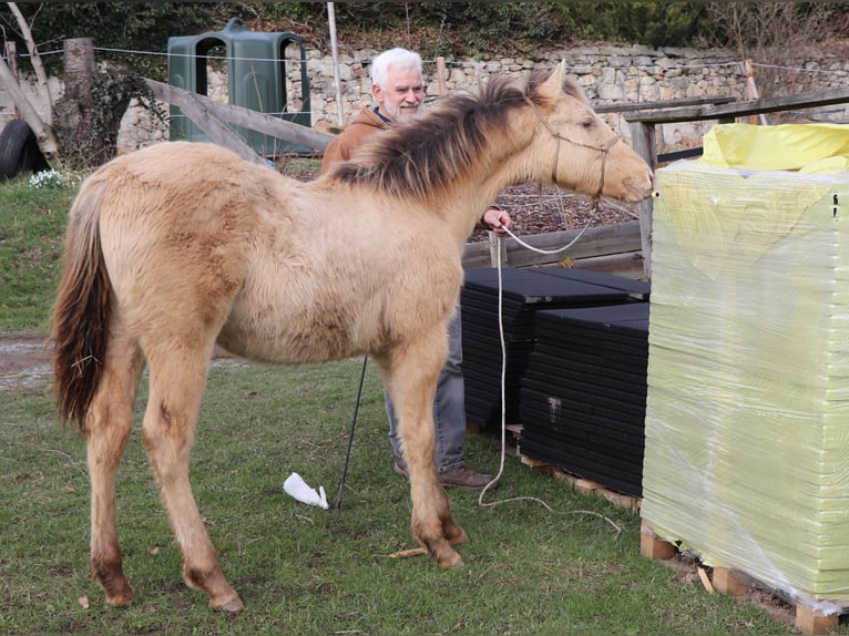 Caballo cuarto de milla Caballo castrado 2 años 150 cm Champán in Müglitztal