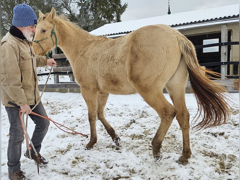 Caballo cuarto de milla Caballo castrado 2 años 150 cm Champán in Müglitztal