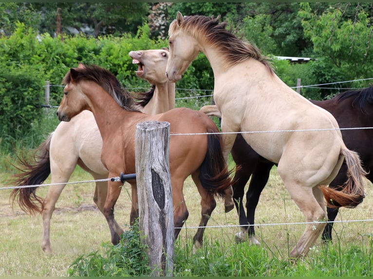 Caballo cuarto de milla Caballo castrado 2 años 150 cm Champán in Müglitztal