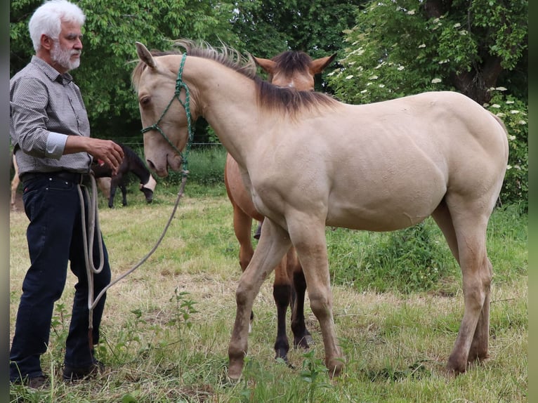 Caballo cuarto de milla Caballo castrado 2 años 150 cm Champán in Müglitztal