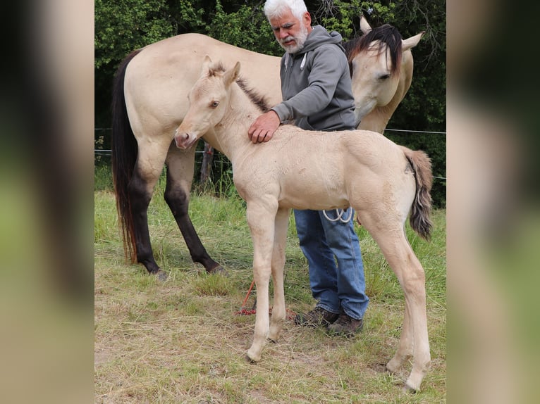 Caballo cuarto de milla Caballo castrado 2 años 150 cm Champán in Müglitztal