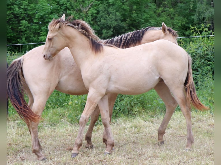 Caballo cuarto de milla Caballo castrado 2 años 150 cm Champán in Müglitztal
