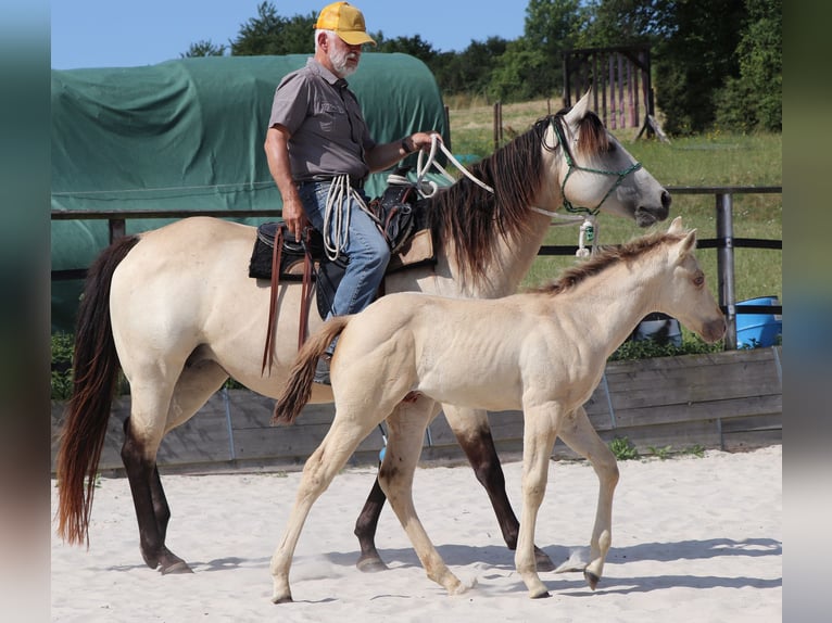 Caballo cuarto de milla Caballo castrado 2 años 150 cm Champán in Müglitztal