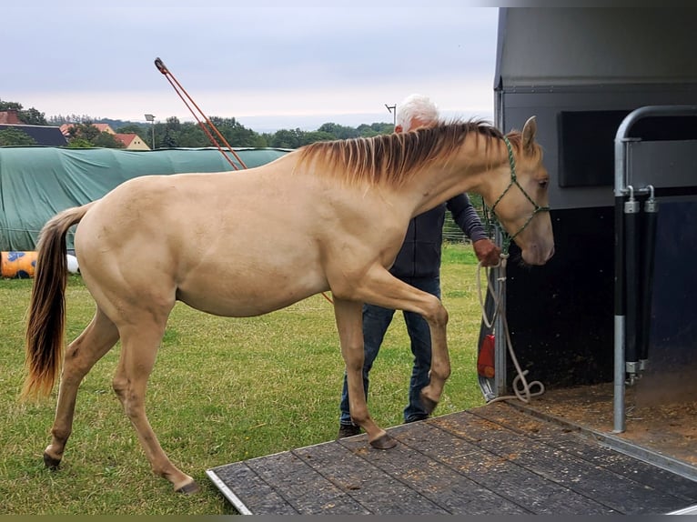 Caballo cuarto de milla Caballo castrado 2 años 150 cm Champán in Müglitztal