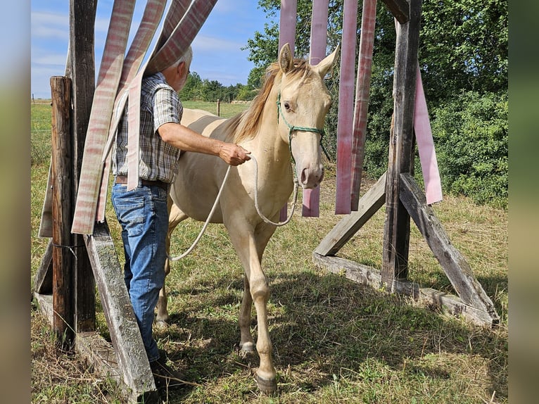 Caballo cuarto de milla Caballo castrado 2 años 150 cm Champán in Müglitztal