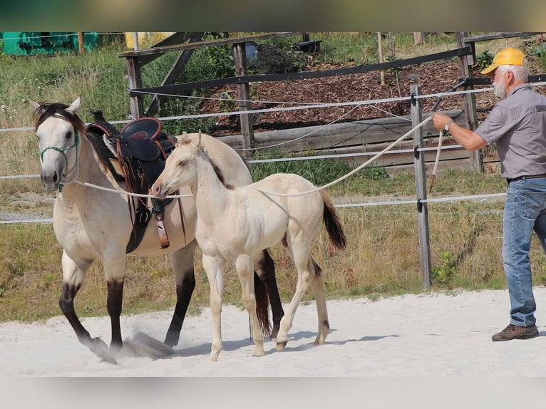 Caballo cuarto de milla Caballo castrado 2 años 150 cm Champán in Müglitztal