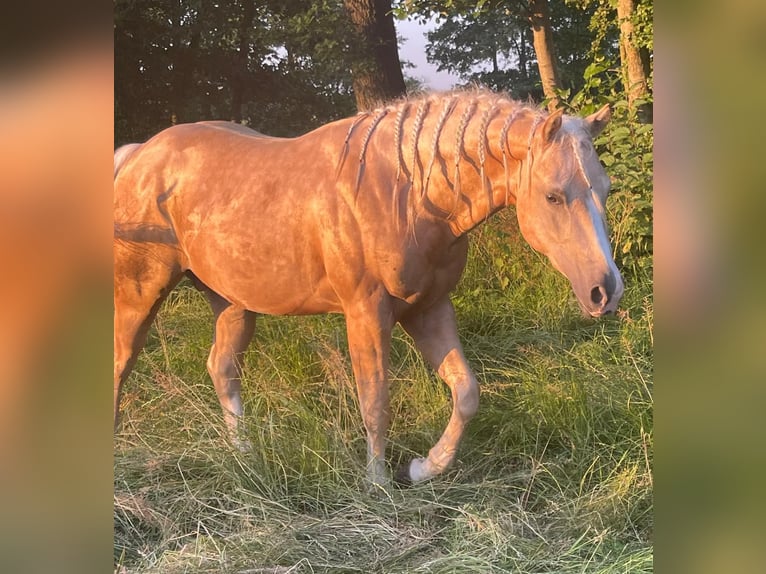 Caballo cuarto de milla Caballo castrado 2 años 150 cm Palomino in Midwolde