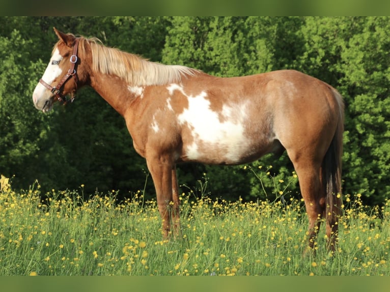 Caballo cuarto de milla Caballo castrado 2 años 150 cm Pío in Schwarzach