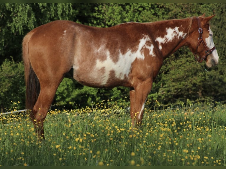 Caballo cuarto de milla Caballo castrado 2 años 150 cm Pío in Schwarzach