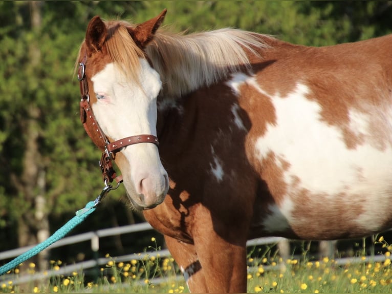 Caballo cuarto de milla Caballo castrado 2 años 150 cm Pío in Schwarzach