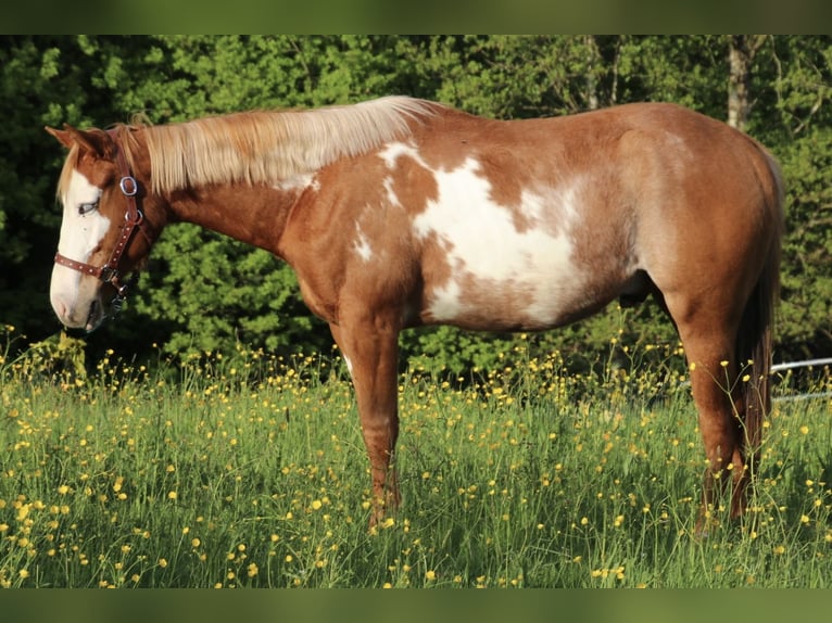 Caballo cuarto de milla Caballo castrado 2 años 150 cm Pío in Schwarzach