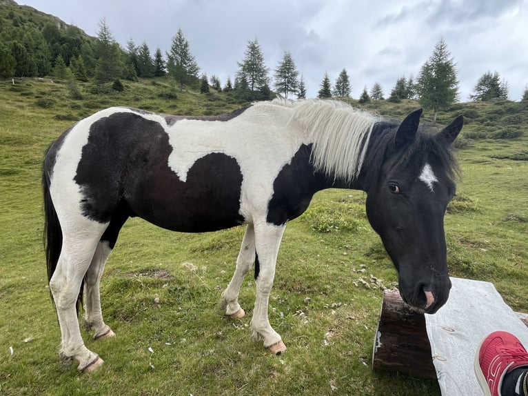 Caballo cuarto de milla Mestizo Caballo castrado 2 años 150 cm Pío in Pfunds