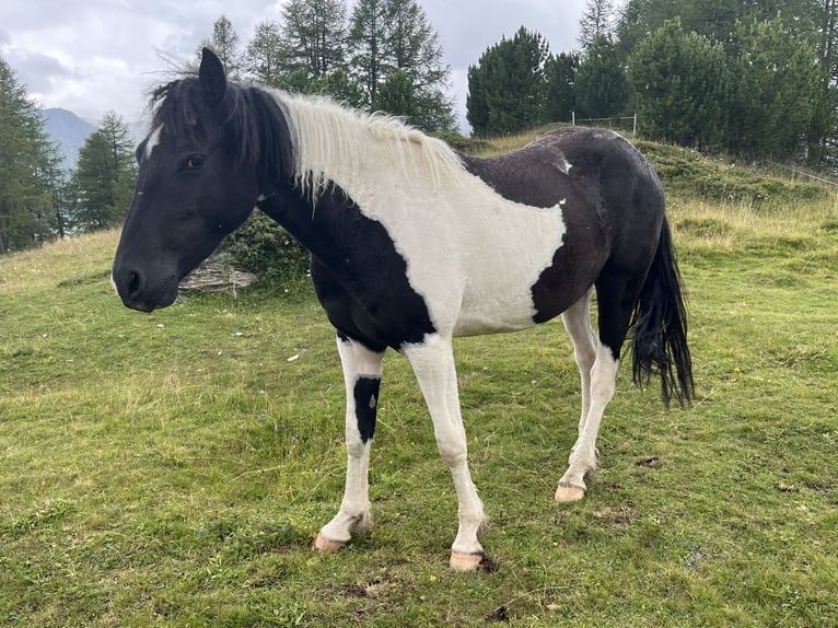 Caballo cuarto de milla Mestizo Caballo castrado 2 años 150 cm Pío in Pfunds