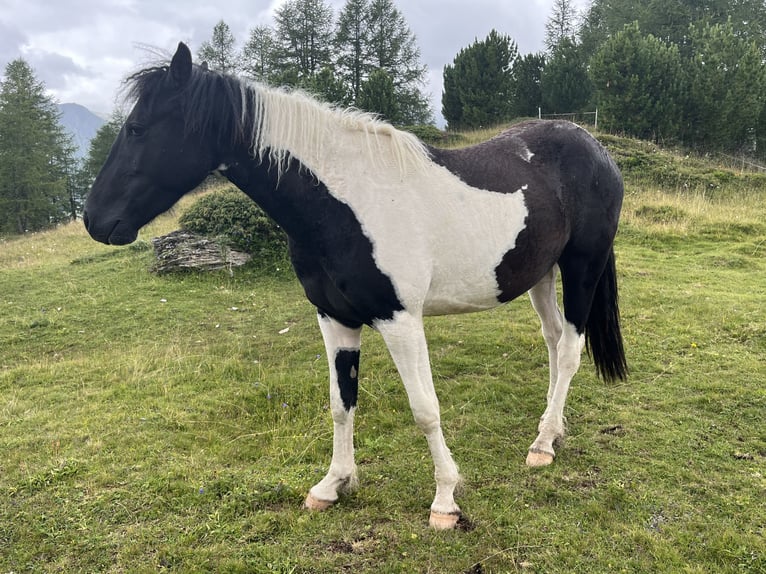 Caballo cuarto de milla Mestizo Caballo castrado 2 años 150 cm Pío in Pfunds