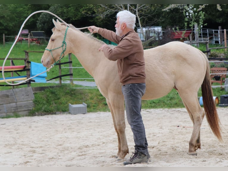 Caballo cuarto de milla Caballo castrado 2 años 152 cm Champán in Müglitztal Caballo cuarto de milla Caballo castrado 2 años 152 cm Champán in Müglitztal