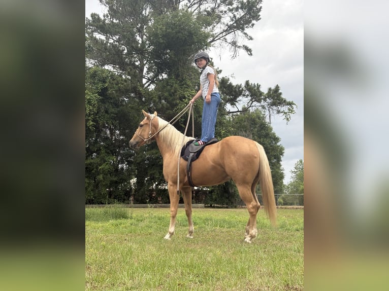 Caballo cuarto de milla Caballo castrado 2 años 152 cm Palomino in Williston