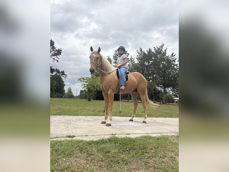 Caballo cuarto de milla Caballo castrado 2 años 152 cm Palomino in Williston