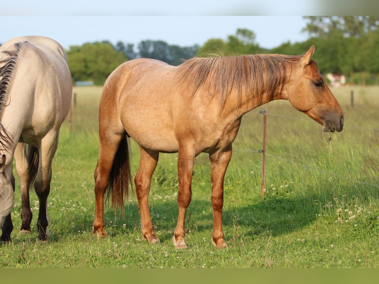 Caballo cuarto de milla Caballo castrado 2 años 152 cm Ruano alazán in Elmenhorst-Lichtenhagen