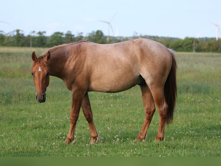 Caballo cuarto de milla Caballo castrado 2 años 152 cm Ruano alazán in Elmenhorst-Lichtenhagen