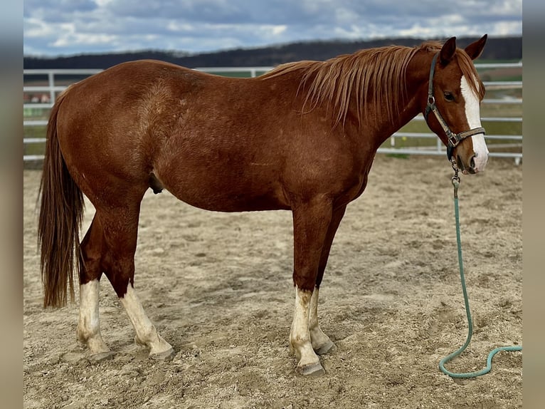 Caballo cuarto de milla Caballo castrado 2 años 153 cm Alazán in Duingen Caballo cuarto de milla Caballo castrado 2 años 153 cm Alazán in Duingen