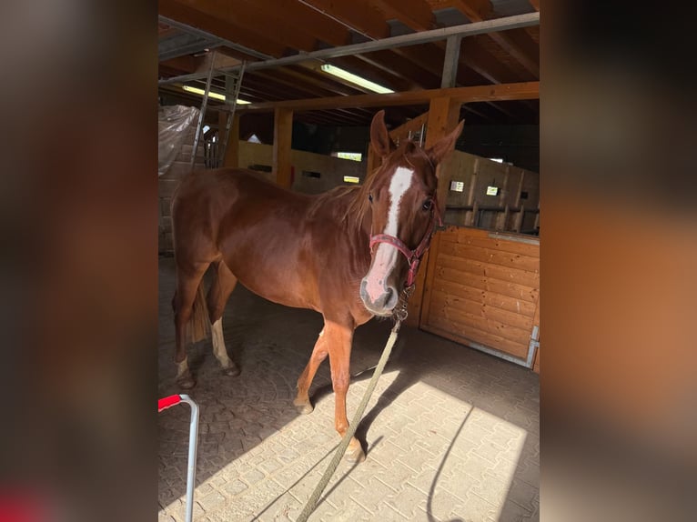 Caballo cuarto de milla Caballo castrado 2 años 153 cm Alazán in Daleiden Caballo cuarto de milla Caballo castrado 2 años 153 cm Alazán in Daleiden