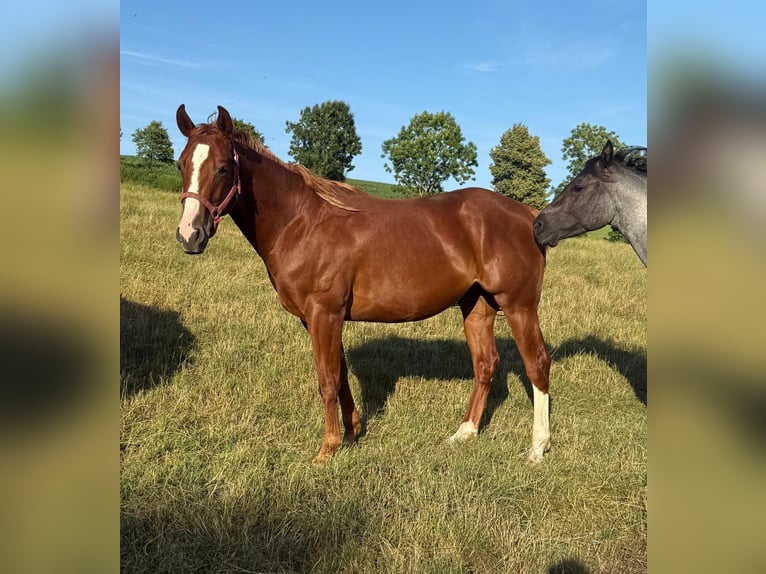 Caballo cuarto de milla Caballo castrado 2 años 153 cm Alazán in Daleiden Caballo cuarto de milla Caballo castrado 2 años 153 cm Alazán in Daleiden